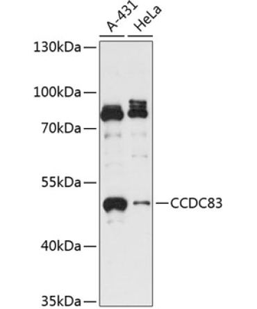 CCDC83 Rabbit Polyclonal Antibody