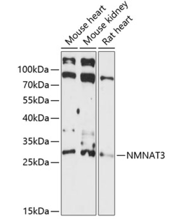 NMNAT3 Rabbit Polyclonal Antibody