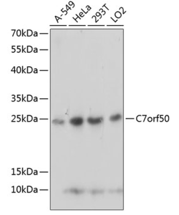 C7orf50 Rabbit Polyclonal Antibody