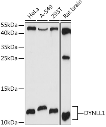 DYNLL1 Rabbit Polyclonal Antibody