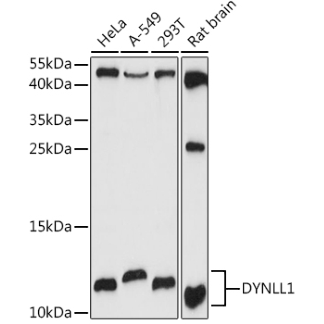 DYNLL1 Rabbit Polyclonal Antibody