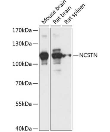 NCSTN Rabbit Polyclonal Antibody