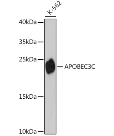 APOBEC3C Rabbit Polyclonal Antibody