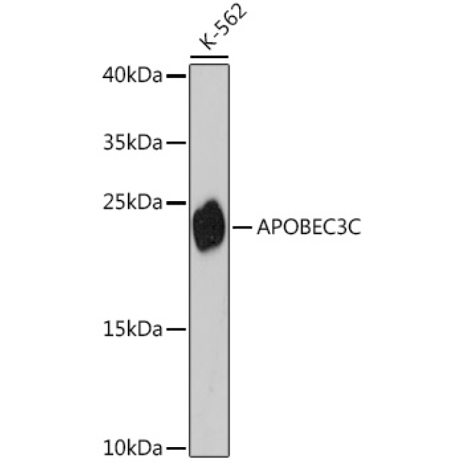 APOBEC3C Rabbit Polyclonal Antibody