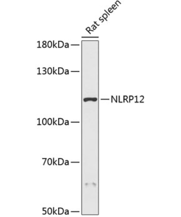 NLRP12 Rabbit Polyclonal Antibody