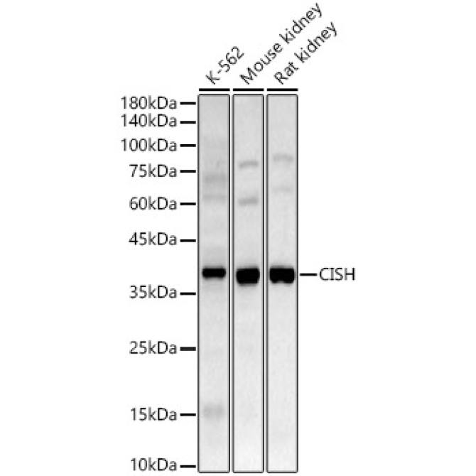 CISH Rabbit Polyclonal Antibody
