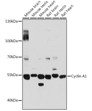 Cyclin A1 Rabbit Polyclonal Antibody
