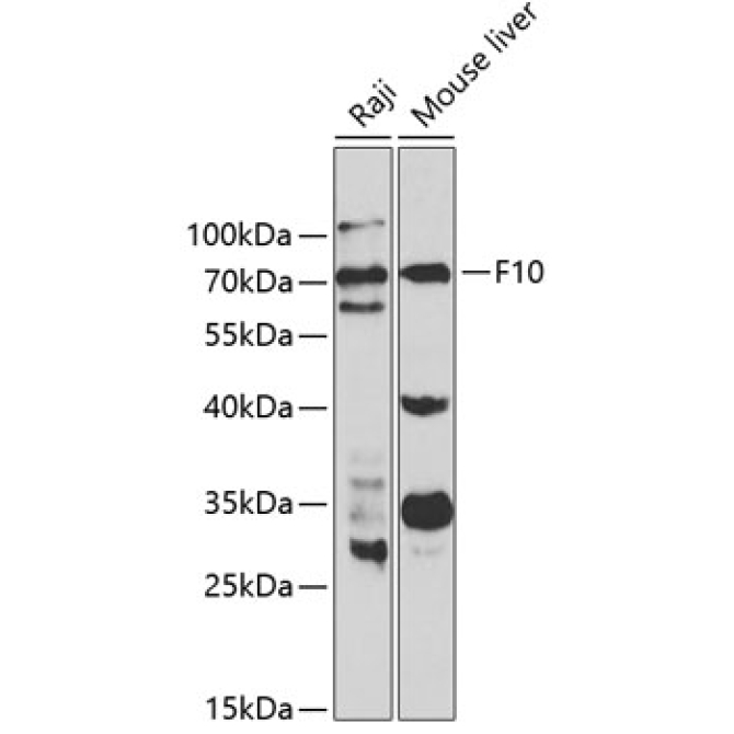 F10 Rabbit Polyclonal Antibody