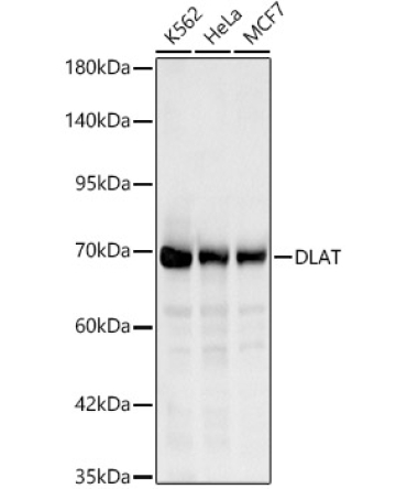 DLAT Rabbit Polyclonal Antibody