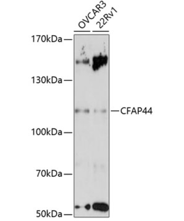 CFAP44 Rabbit Polyclonal Antibody