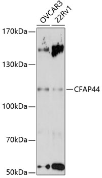 CFAP44 Rabbit Polyclonal Antibody
