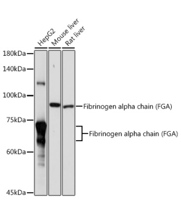Fibrinogen alpha chain (FGA) Rabbit Polyclonal Antibody