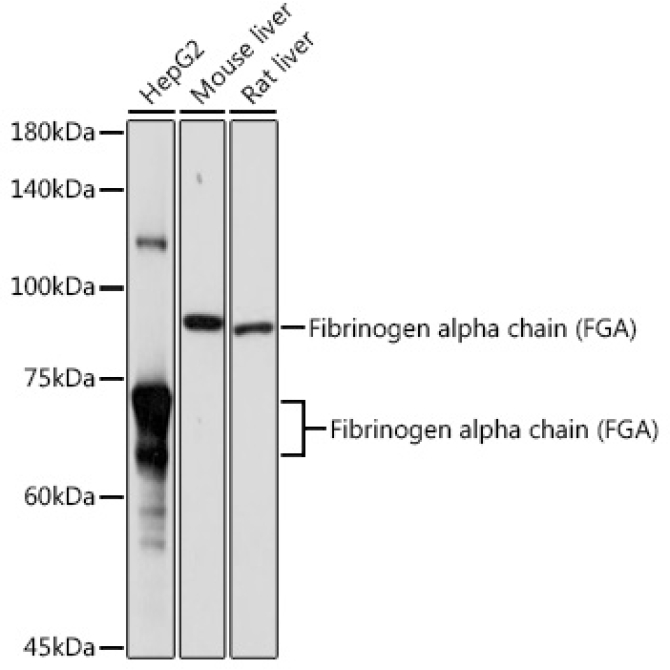 Fibrinogen alpha chain (FGA) Rabbit Polyclonal Antibody