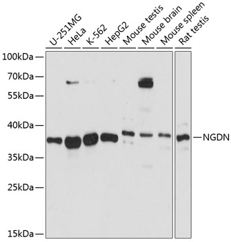 NGDN Rabbit Polyclonal Antibody