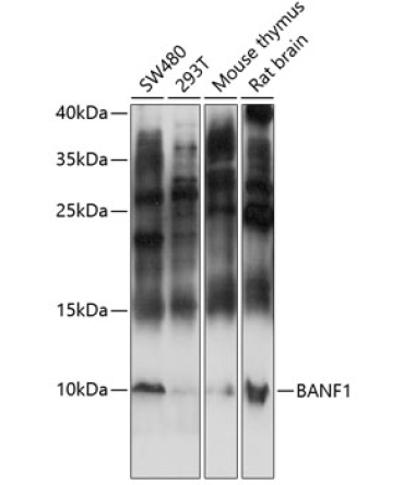 BANF1 Rabbit Polyclonal Antibody