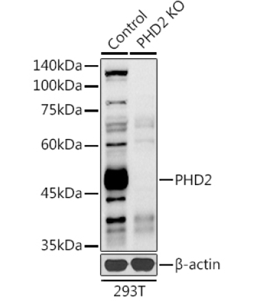 PHD2/EGLN1 Rabbit Polyclonal Antibody [KO Validated]