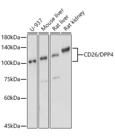 CD26/DPP4 Rabbit Polyclonal Antibody