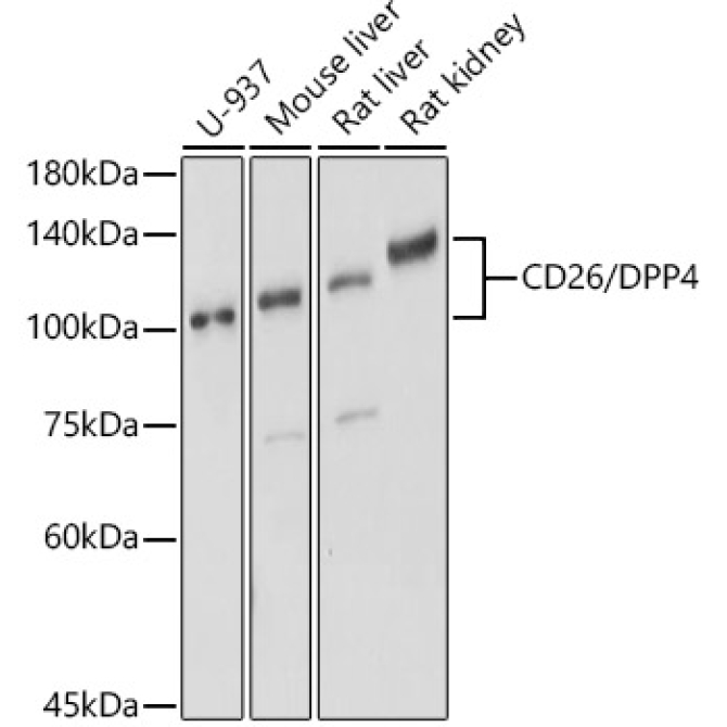CD26/DPP4 Rabbit Polyclonal Antibody
