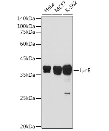 JunB Rabbit Polyclonal Antibody