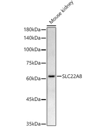 OAT3/SLC22A8 Rabbit Polyclonal Antibody