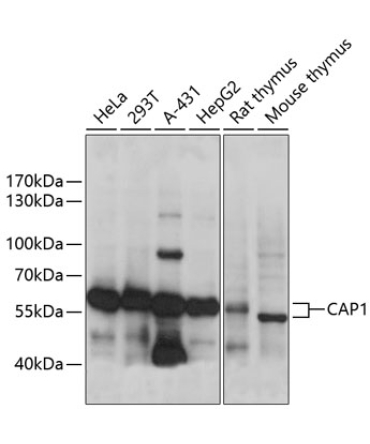 CAP1 Rabbit Polyclonal Antibody