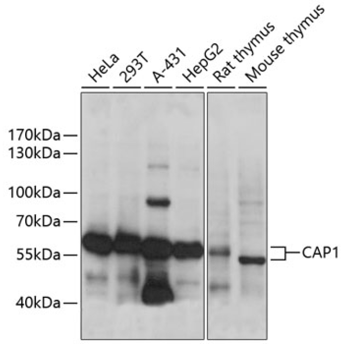 CAP1 Rabbit Polyclonal Antibody