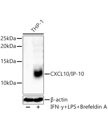 CXCL10/IP-10 Rabbit Polyclonal Antibody