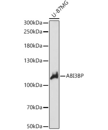 ABI3BP Rabbit Polyclonal Antibody