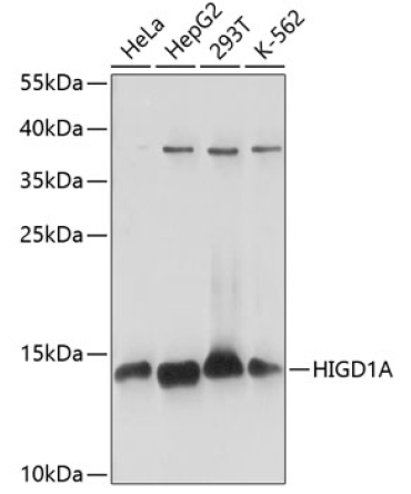 HIGD1A Rabbit Polyclonal Antibody