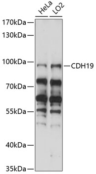 CDH19 Rabbit Polyclonal Antibody