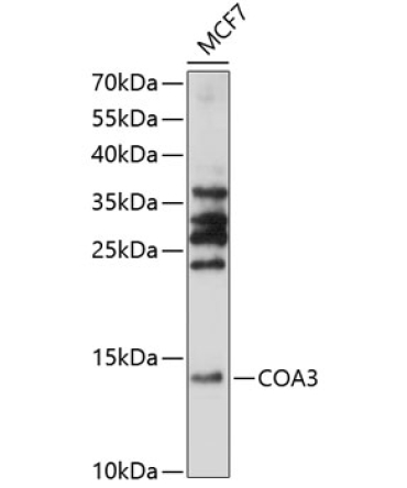 COA3 Rabbit Polyclonal Antibody