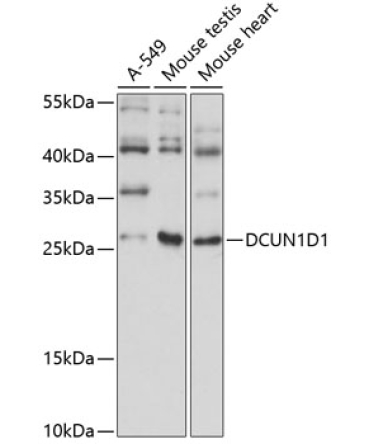 DCUN1D1 Rabbit Polyclonal Antibody