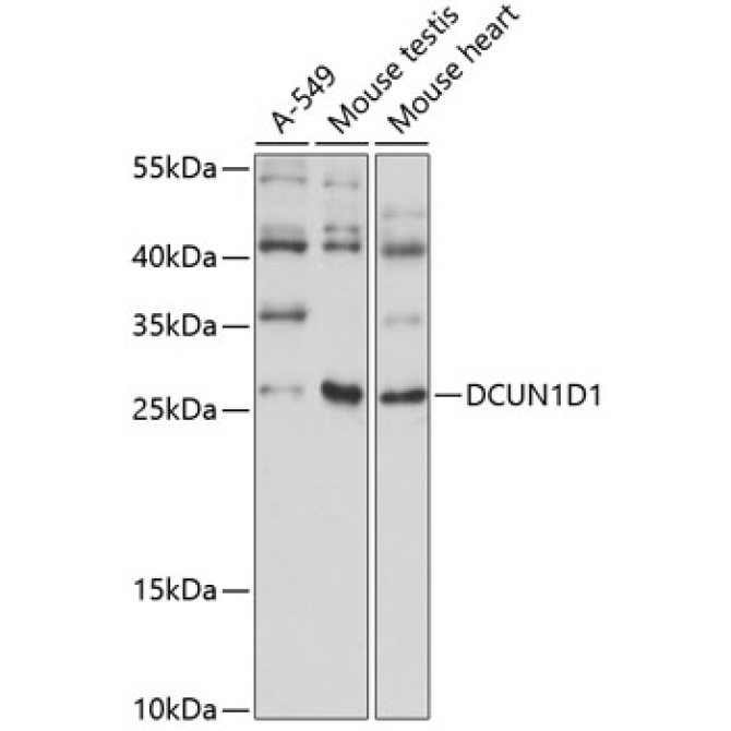 DCUN1D1 Rabbit Polyclonal Antibody