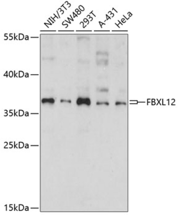 FBXL12 Rabbit Polyclonal Antibody