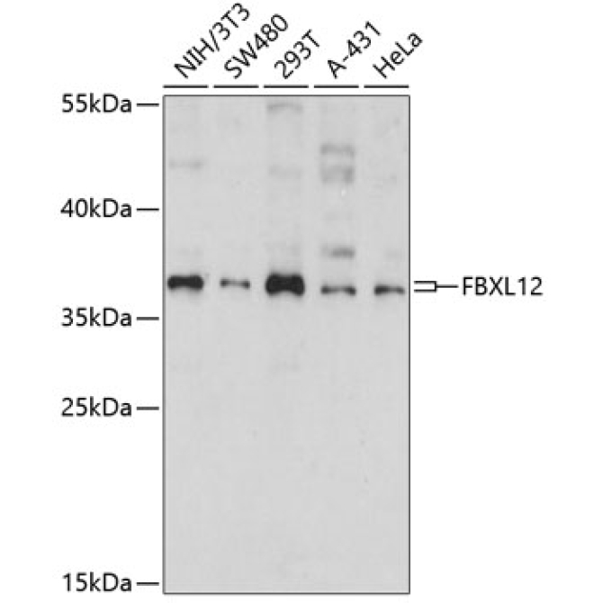 FBXL12 Rabbit Polyclonal Antibody