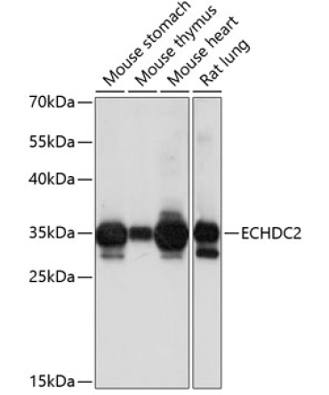 ECHDC2 Rabbit Polyclonal Antibody