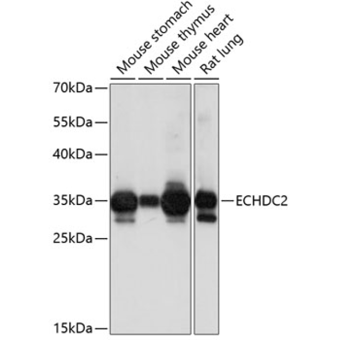 ECHDC2 Rabbit Polyclonal Antibody