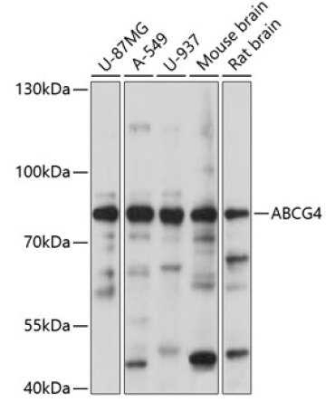 ABCG4 Rabbit Polyclonal Antibody