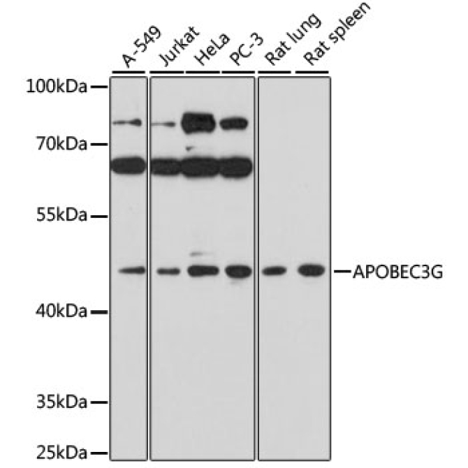 APOBEC3G Rabbit Polyclonal Antibody