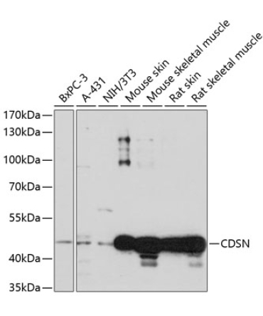 CDSN Rabbit Polyclonal Antibody