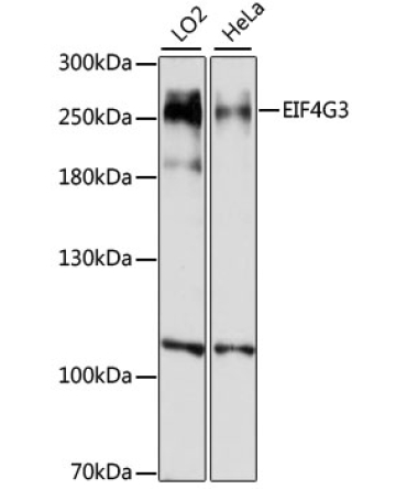 EIF4G3 Rabbit Polyclonal Antibody