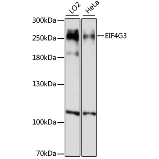 EIF4G3 Rabbit Polyclonal Antibody