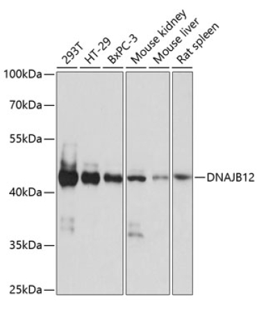 DNAJB12 Rabbit Polyclonal Antibody