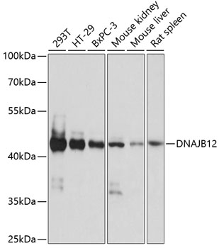 DNAJB12 Rabbit Polyclonal Antibody