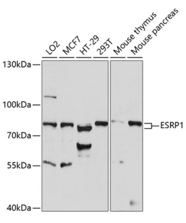 ESRP1 Rabbit Polyclonal Antibody