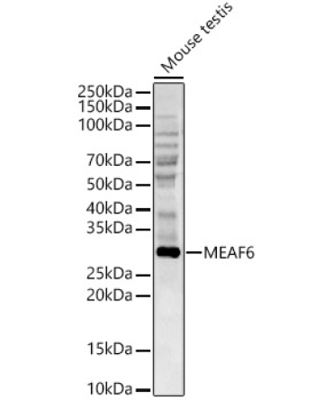 MEAF6 Rabbit Polyclonal Antibody