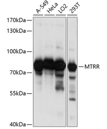 MTRR Rabbit Polyclonal Antibody