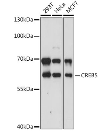 CREB5 Rabbit Polyclonal Antibody