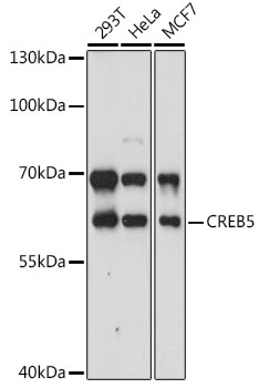 CREB5 Rabbit Polyclonal Antibody