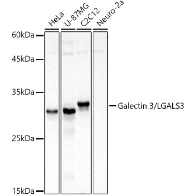Galectin 3/LGALS3 Rabbit Polyclonal Antibody